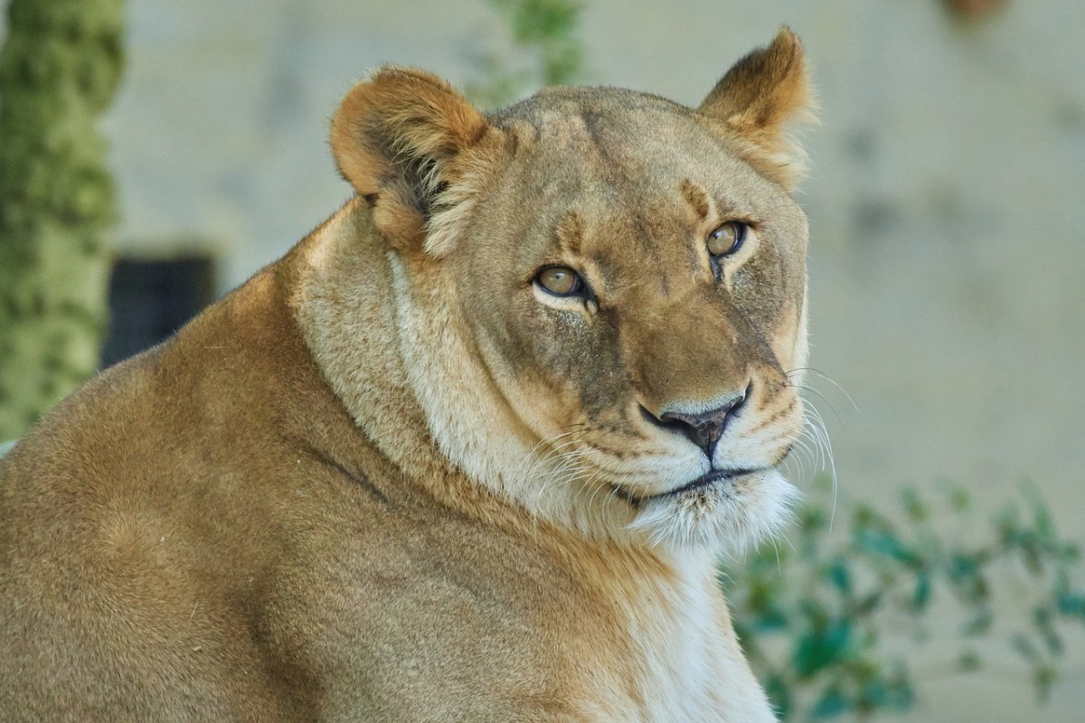 獅子動物世界貓