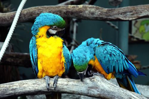蓝色和黄色的金刚鹦鹉、鹦鹉、鸟