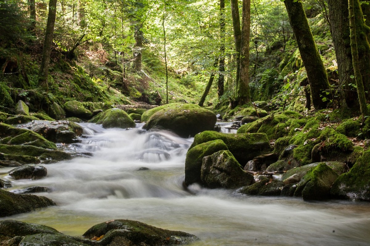 丛林中的小溪流水免费图片