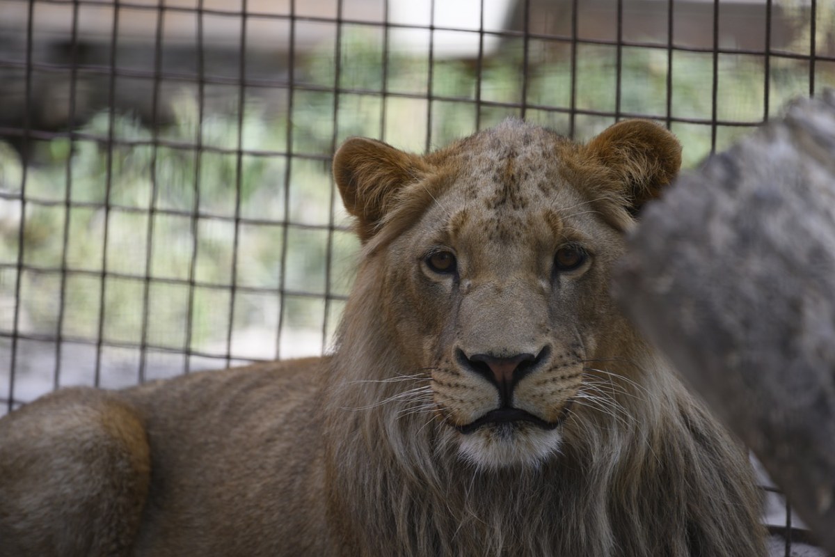 狮子、Felida大型猫科动物、捕食者免费图片