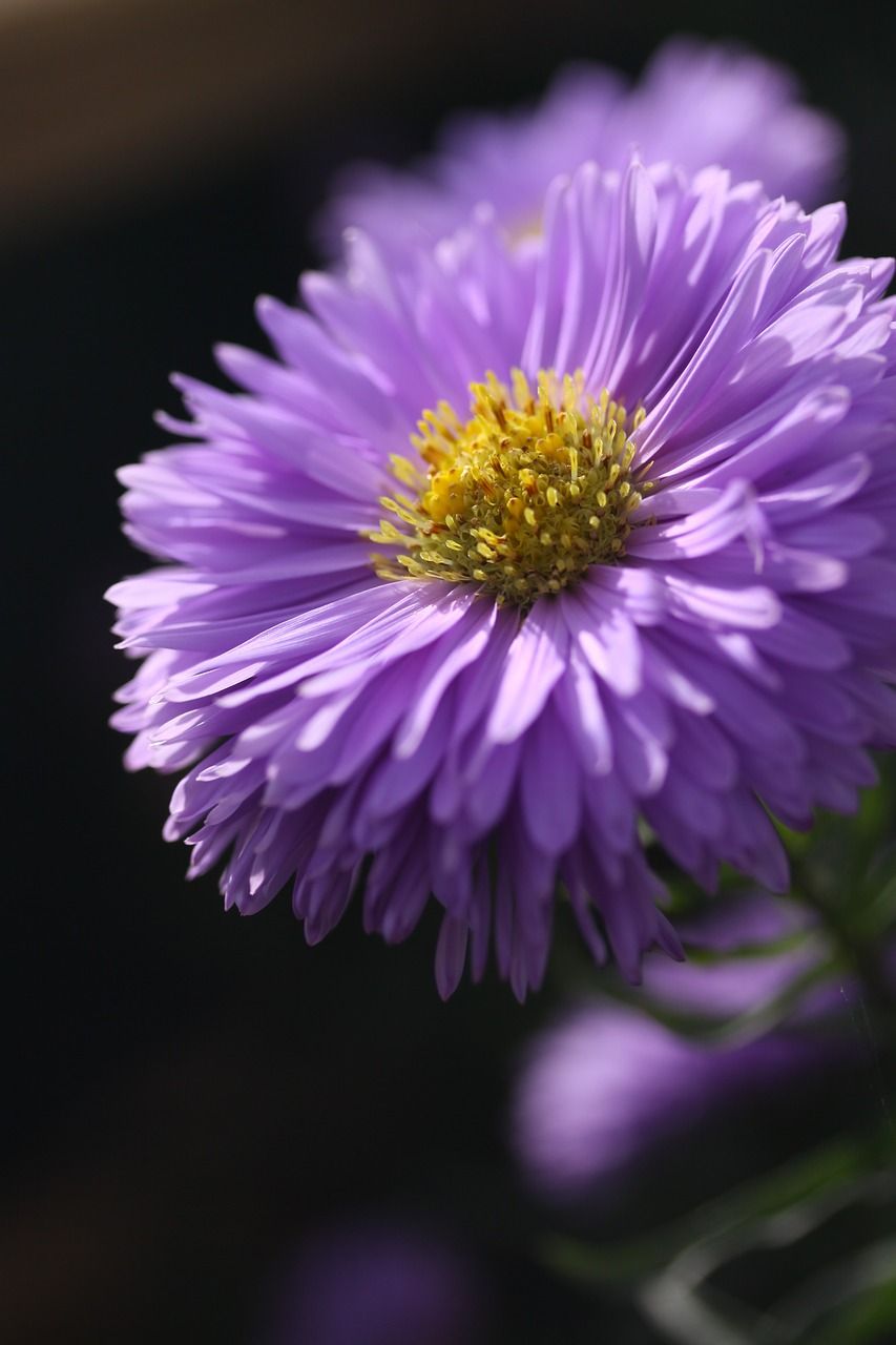 翠菊,花,紫色