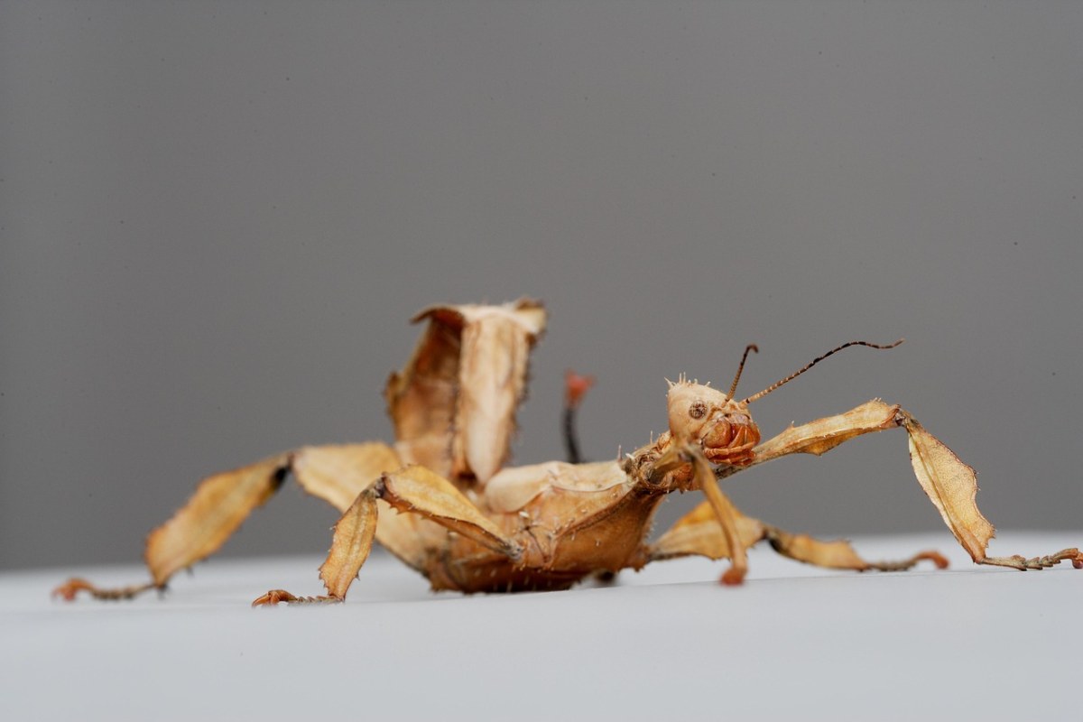 澳大利亚的昆虫,昆虫,自然