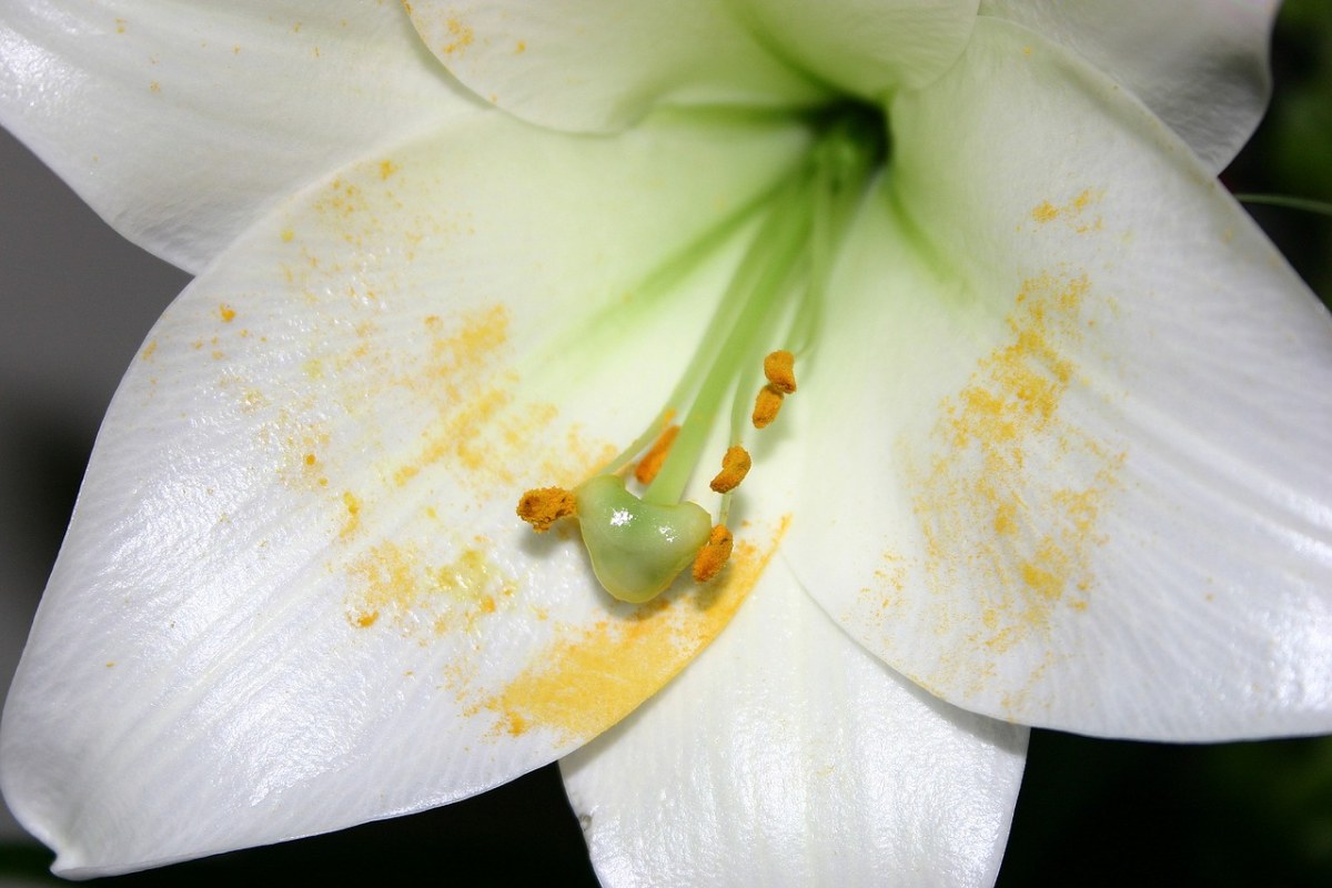 百合花的雌雄蕊图图片