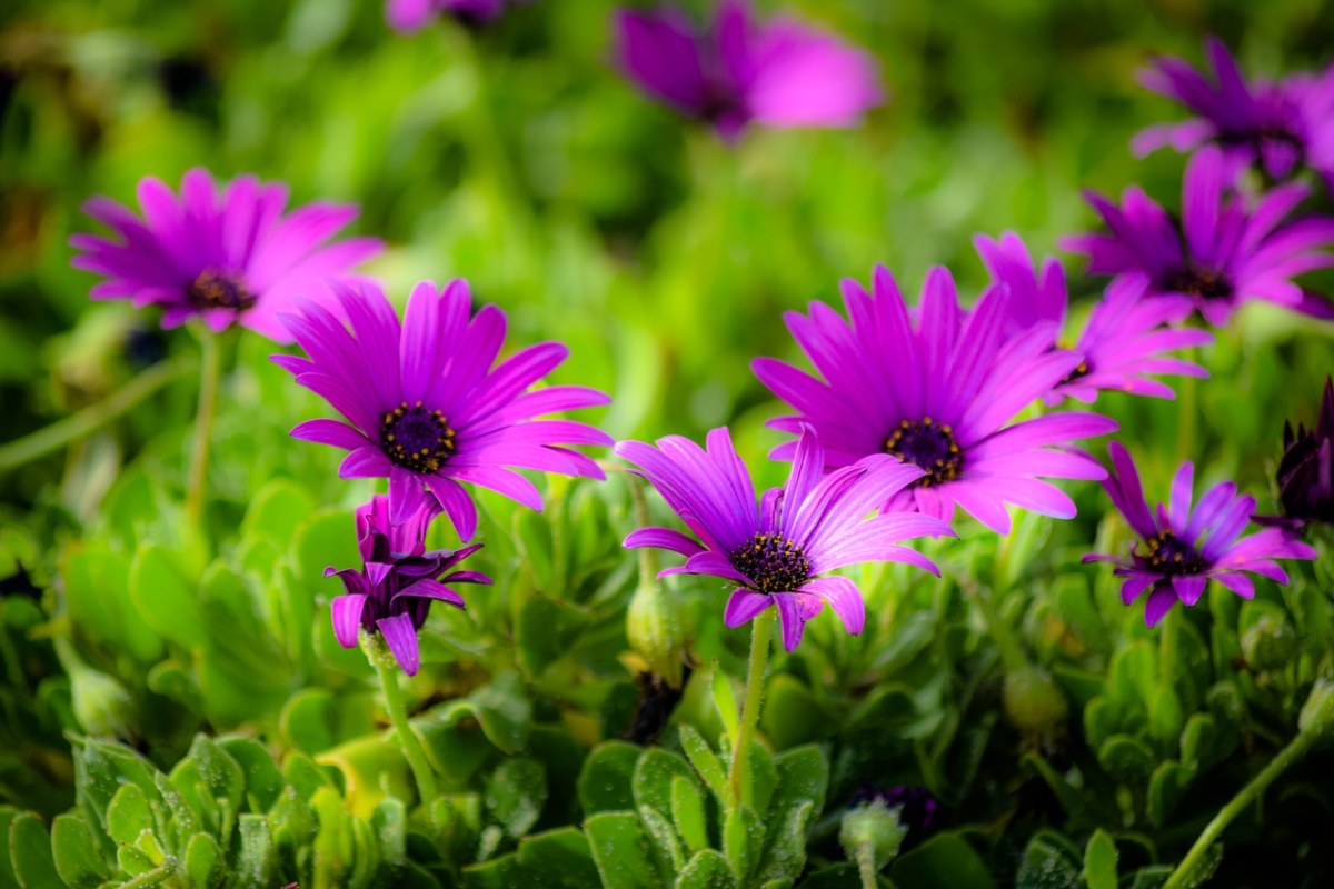 紫色的蓝目菊花朵免费图片