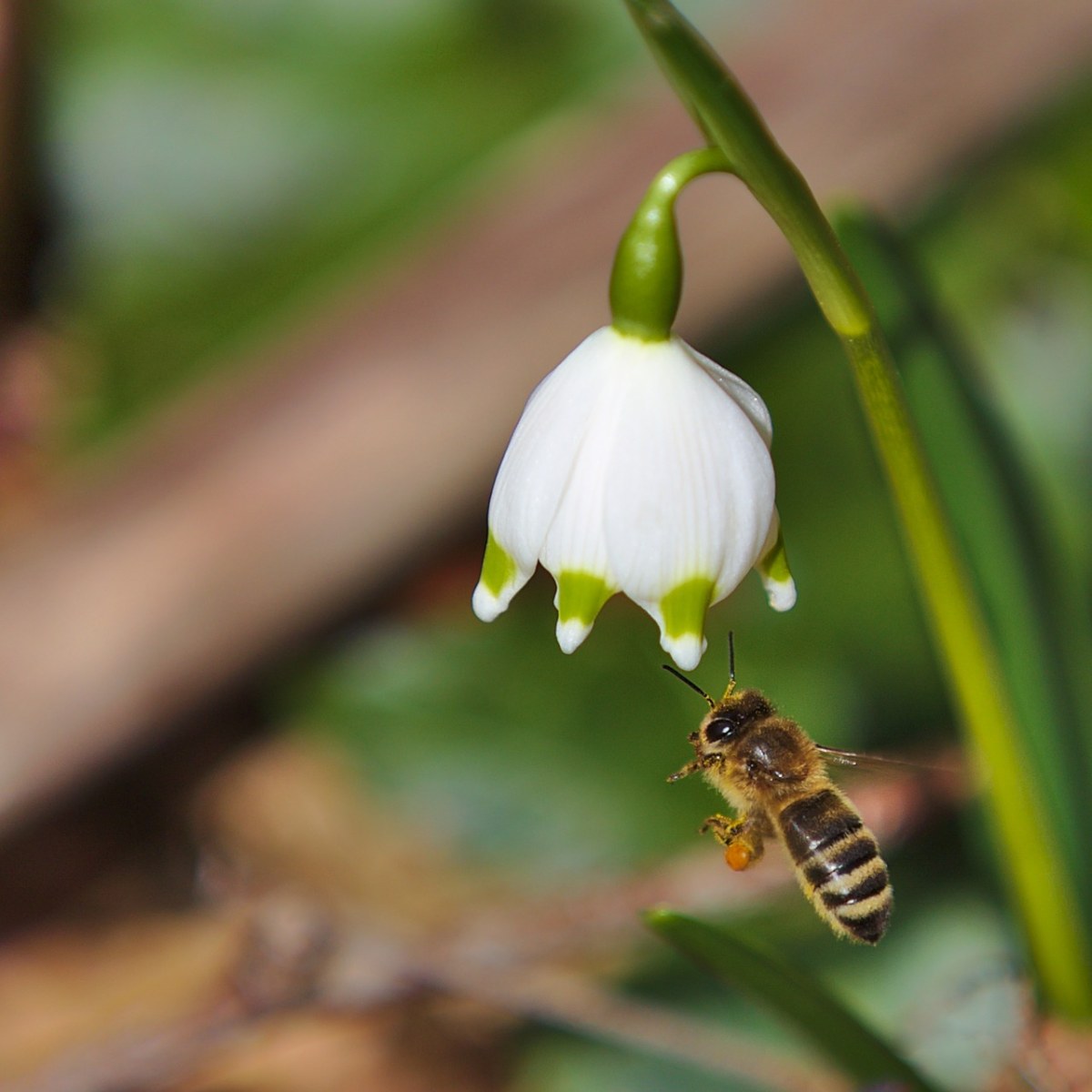 蜜蜂与白色的花朵免费图片