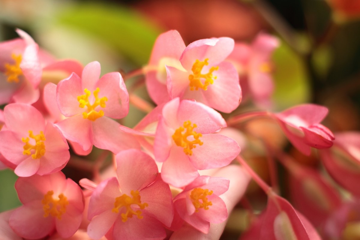 斑叶竹节秋海棠花免费图片