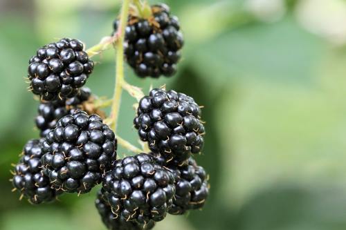 新鲜的黑莓(露莓)