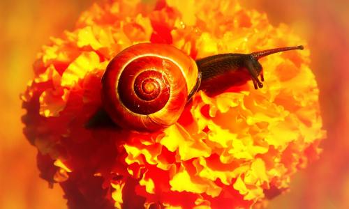 蜗牛Zaroślowy、软体动物、花