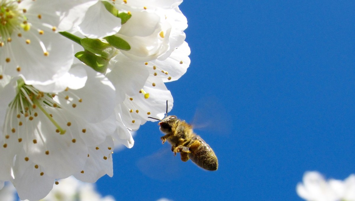 蜜蜂、授粉、鲜花免费图片