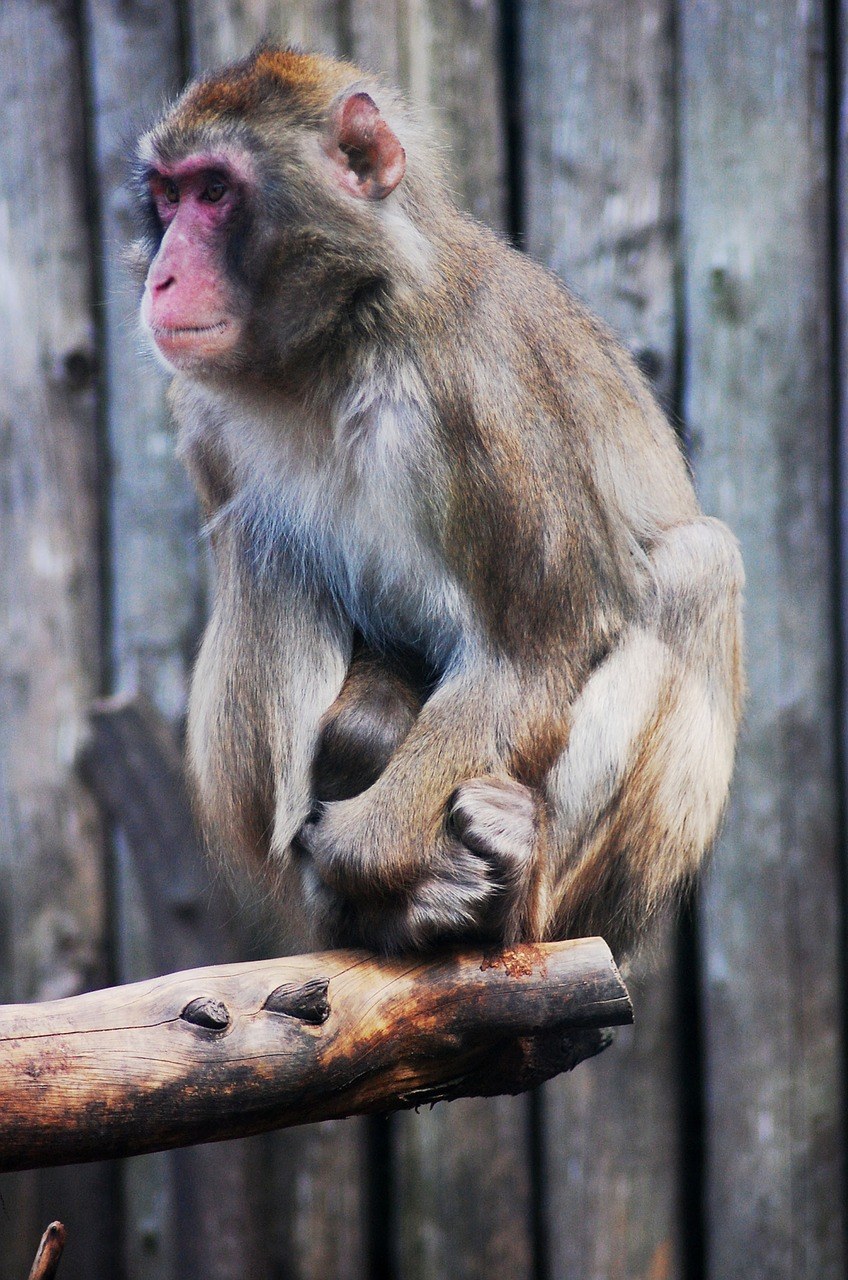 一只猴子免费图片