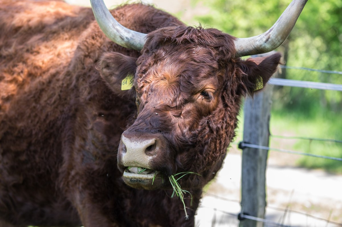 动物、牛免费图片