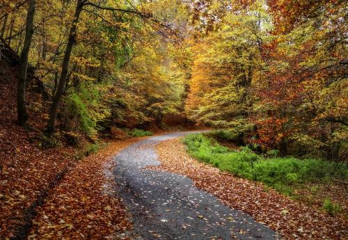 秋天树林中的路