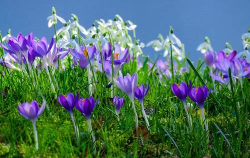 春天的草地、花多、藏红花