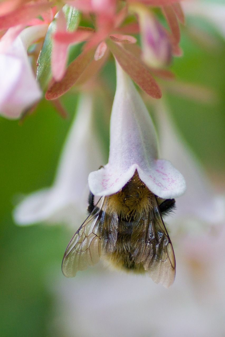 蜜蜂昆虫花