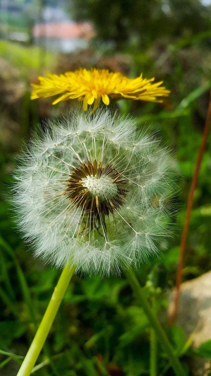 植物、蒲公英免费图片