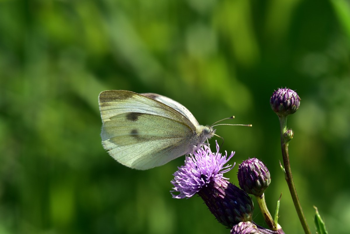 蝴蝶、白、花免费图片
