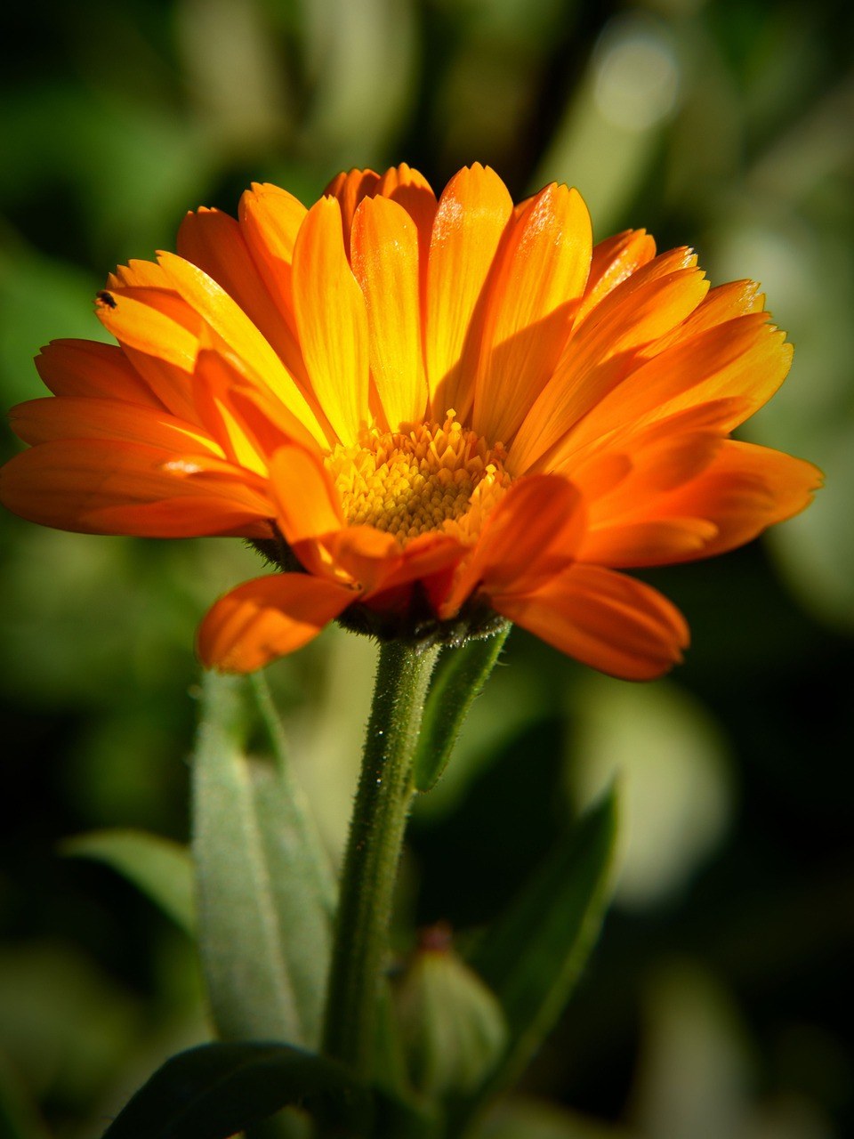 万寿菊、开花、橙免费图片