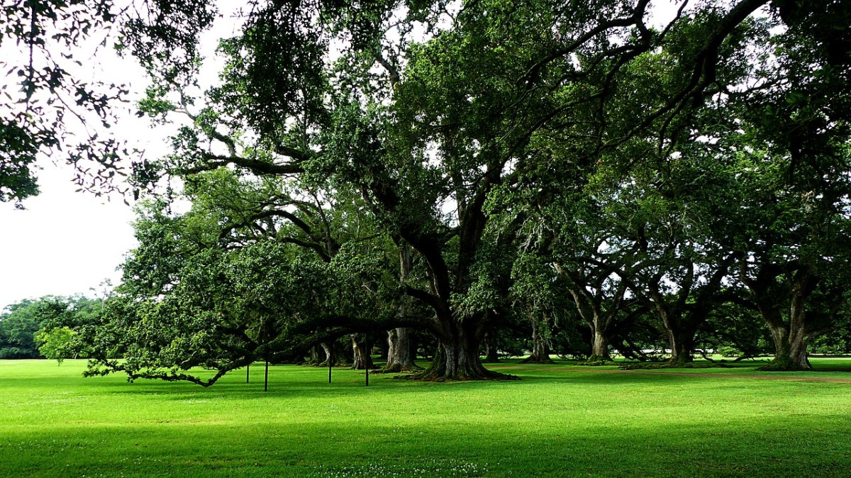 树、路易斯安那州、美国免费图片