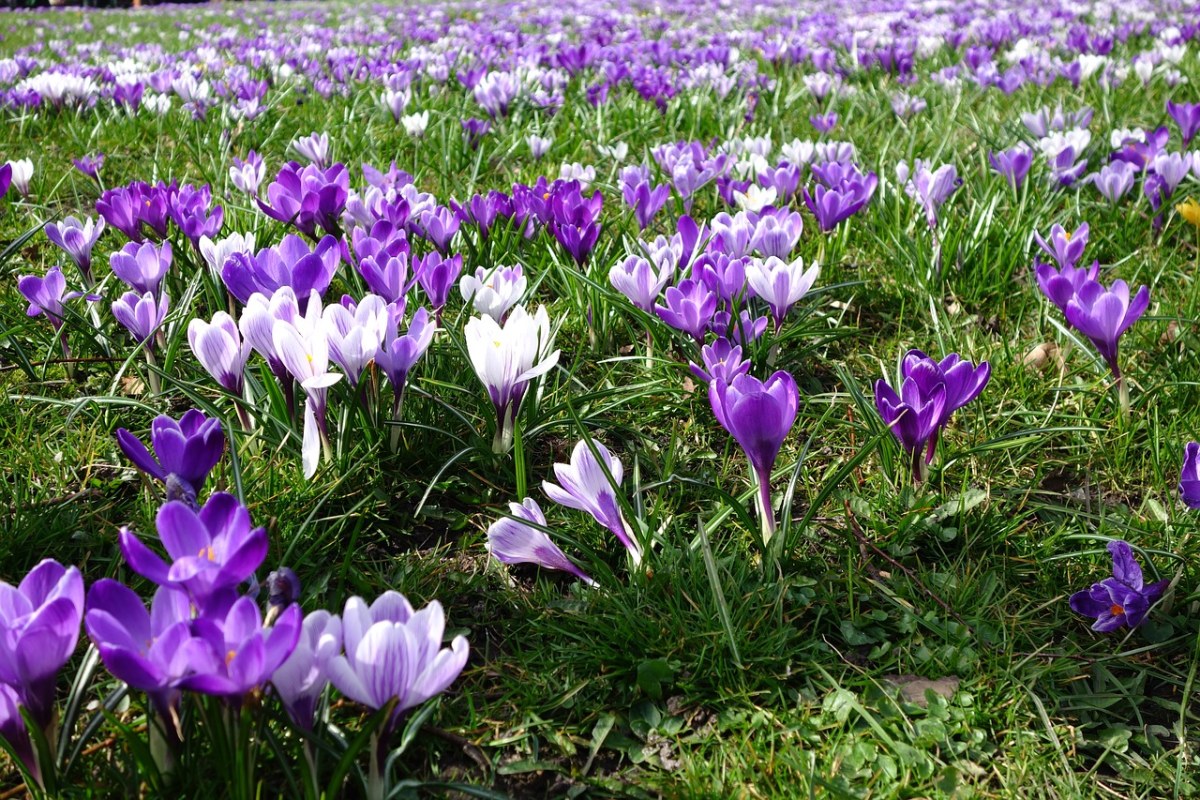 藏红花、花、性质免费图片