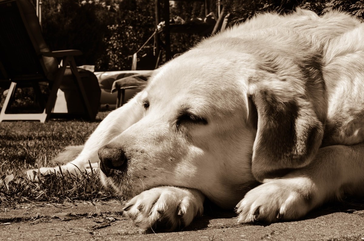 狗,心灵的平静,动物