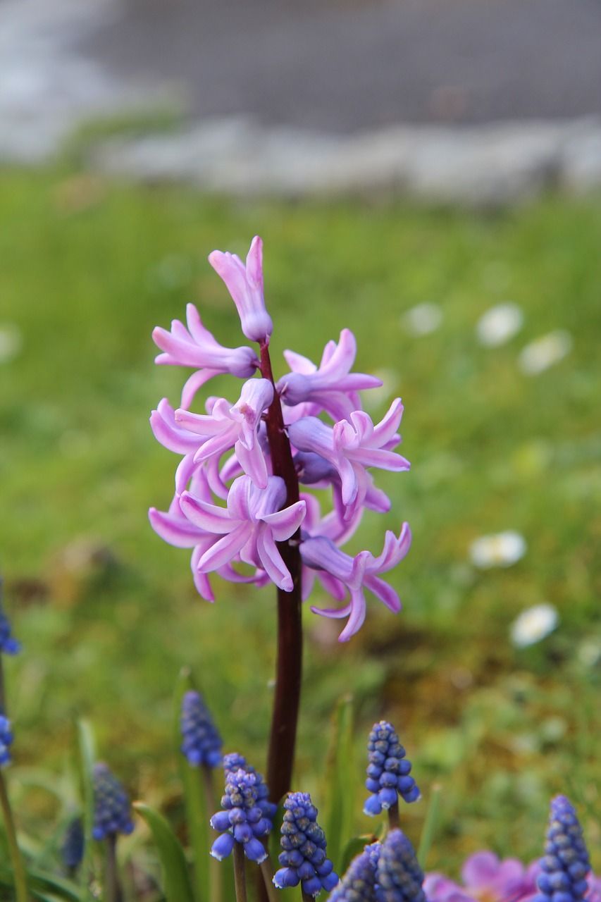 风信子野风信子粉色