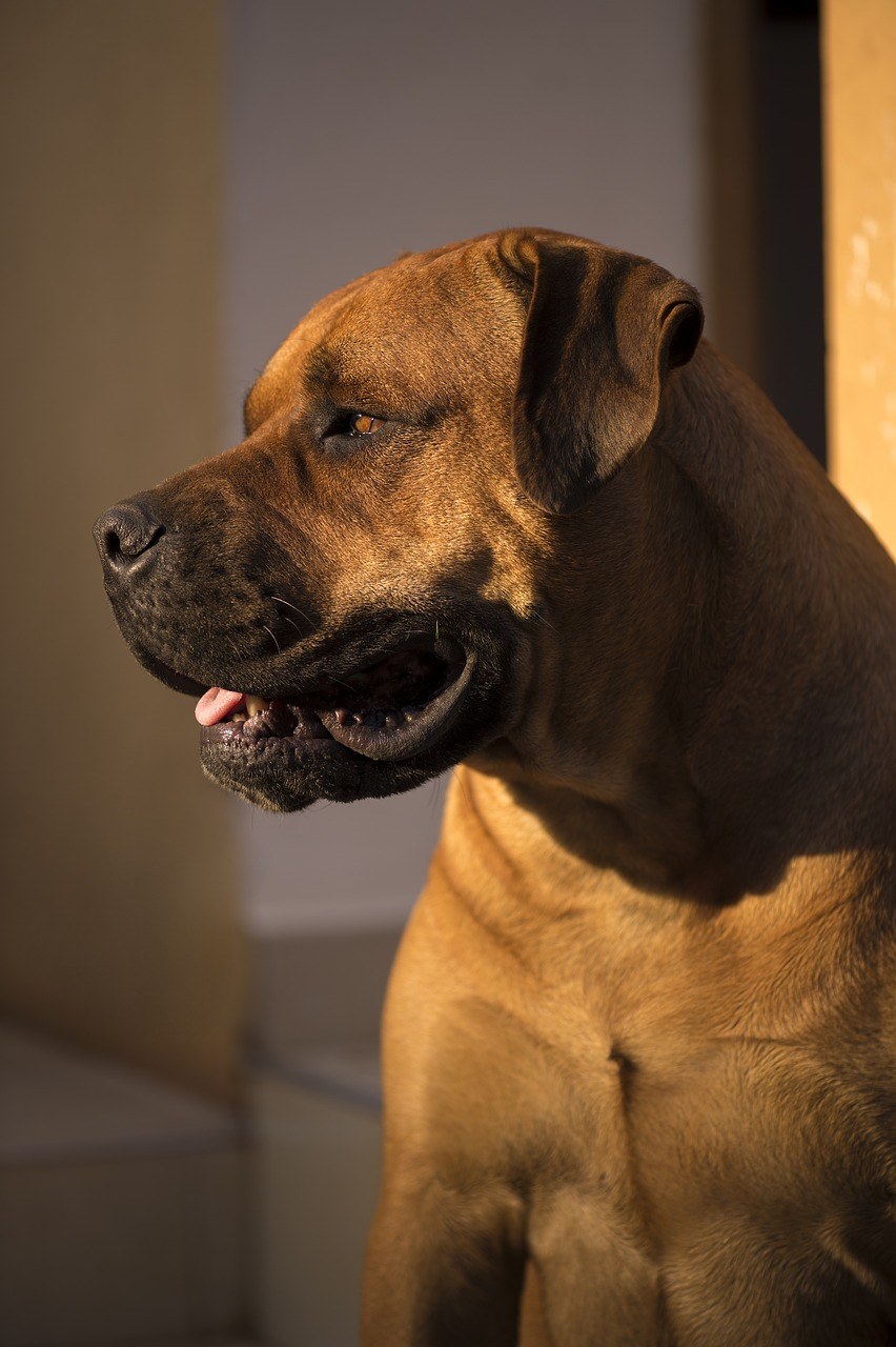 非洲购买boerboel,斗牛獒,非洲