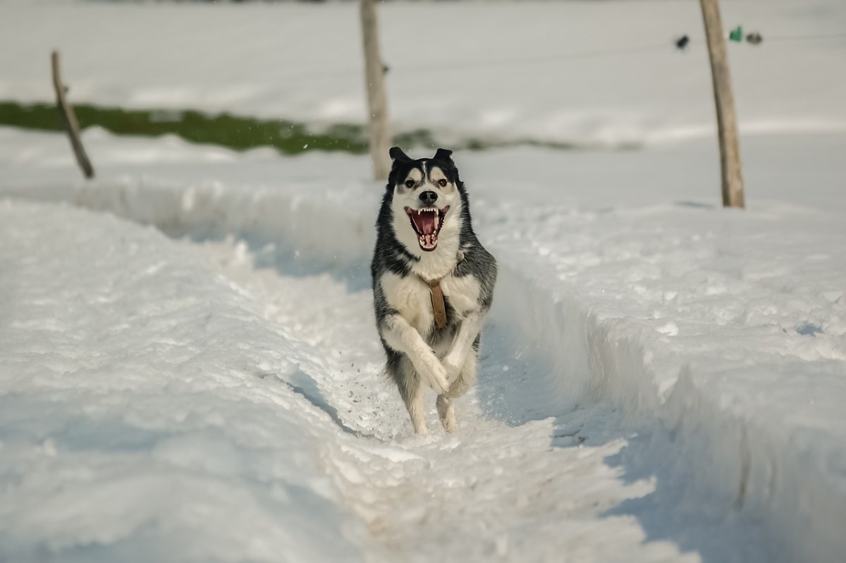 狗、雪、赫斯基免费图片