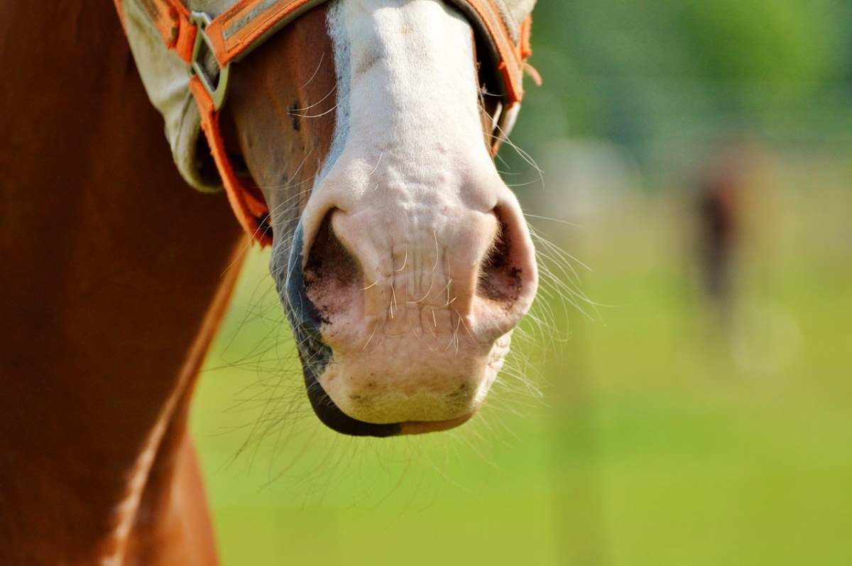 马、马头、鼻孔免费图片