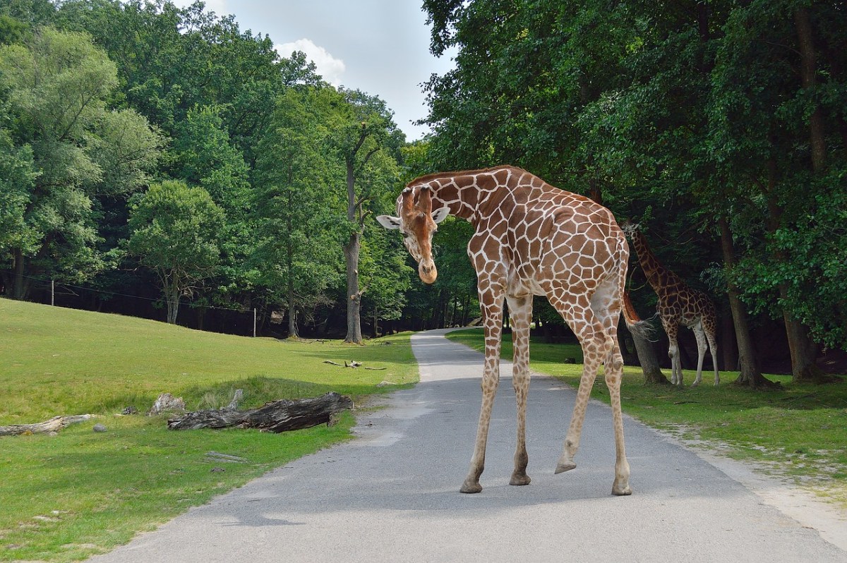 長頸鹿,動物園,野生動物園