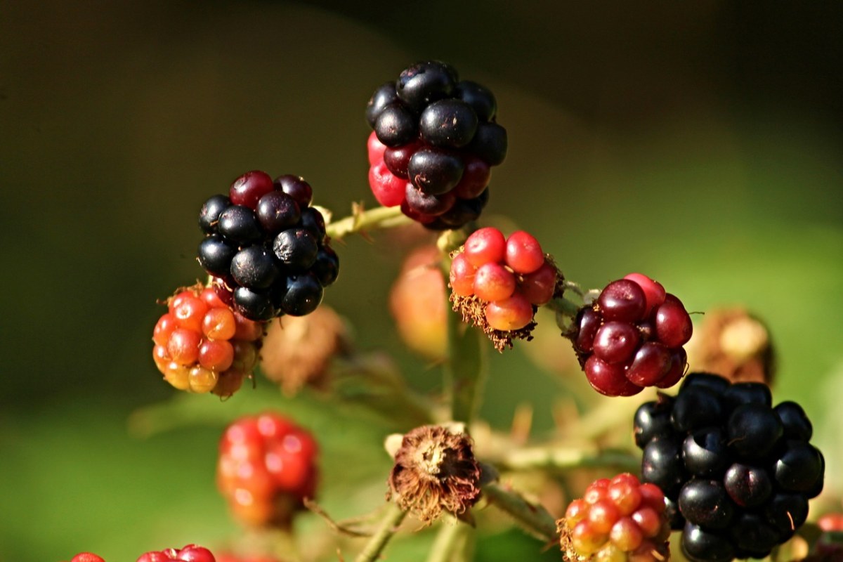 黑莓、野生、荆棘免费图片