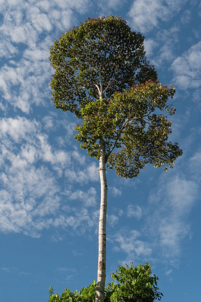 树乌云密布的天空云