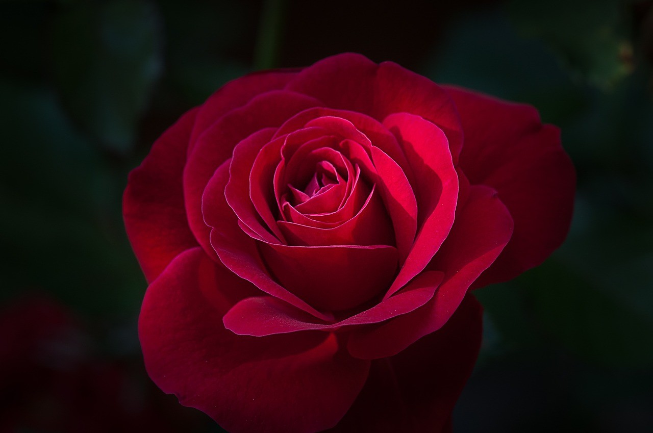 花,玫瑰,红色