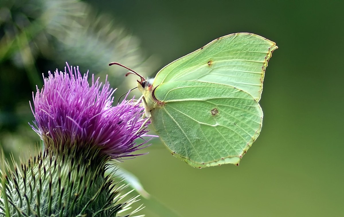 绿色的蝴蝶免费图片