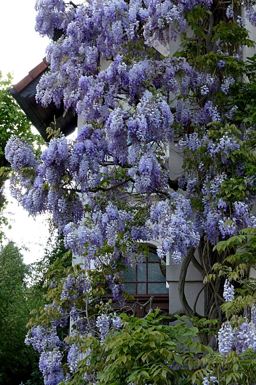 花园的紫藤花免费图片