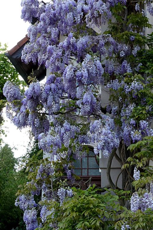 花园的紫藤花