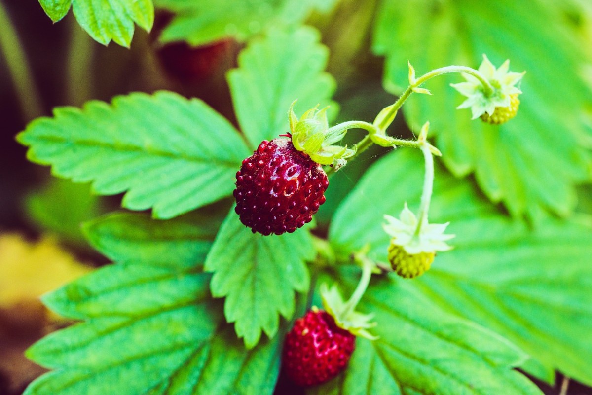 草莓、野草莓、浆果免费图片