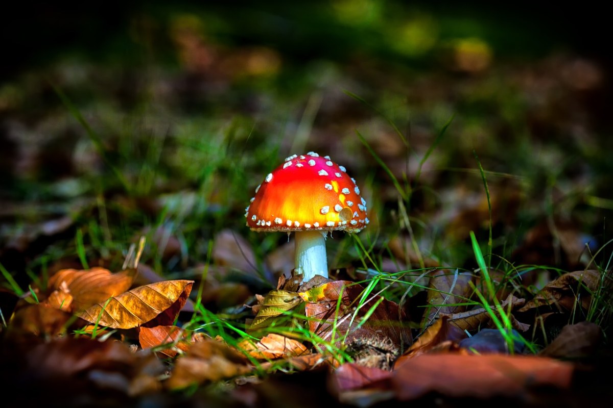 秋季、森林、蘑菇免费图片