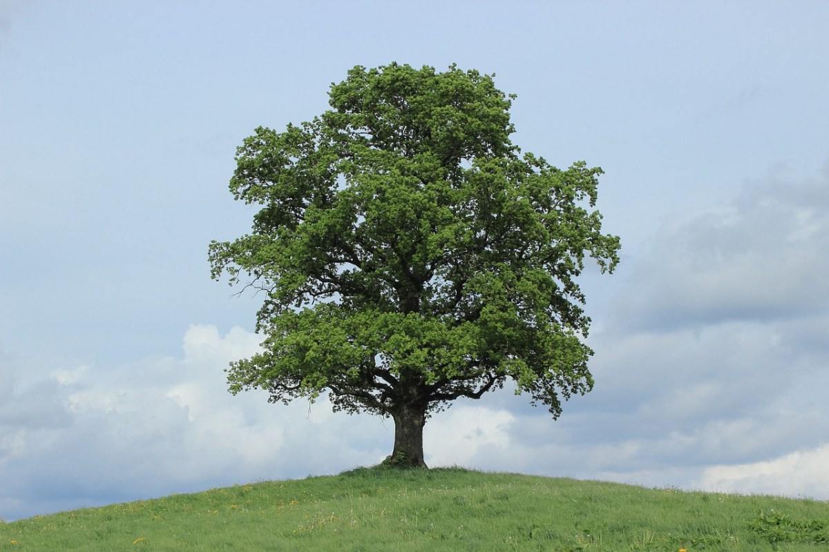 草地上的一棵大树免费图片