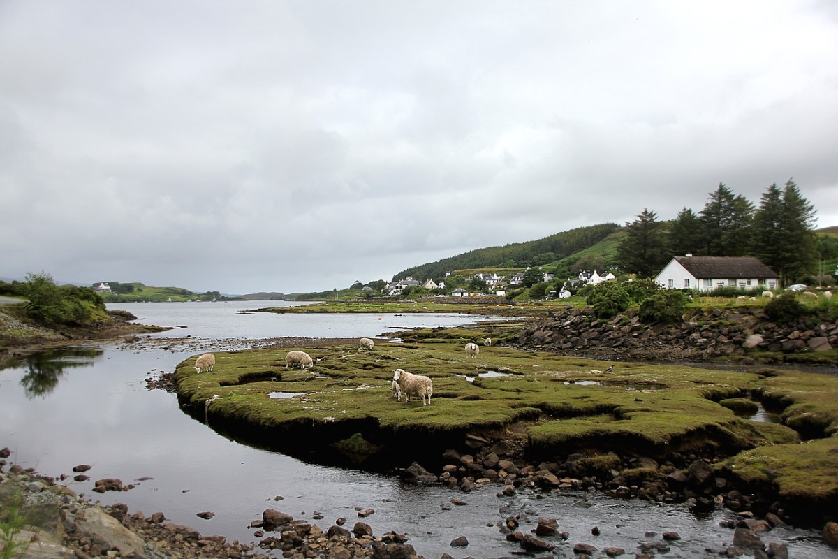 苏格兰、羊、云免费图片