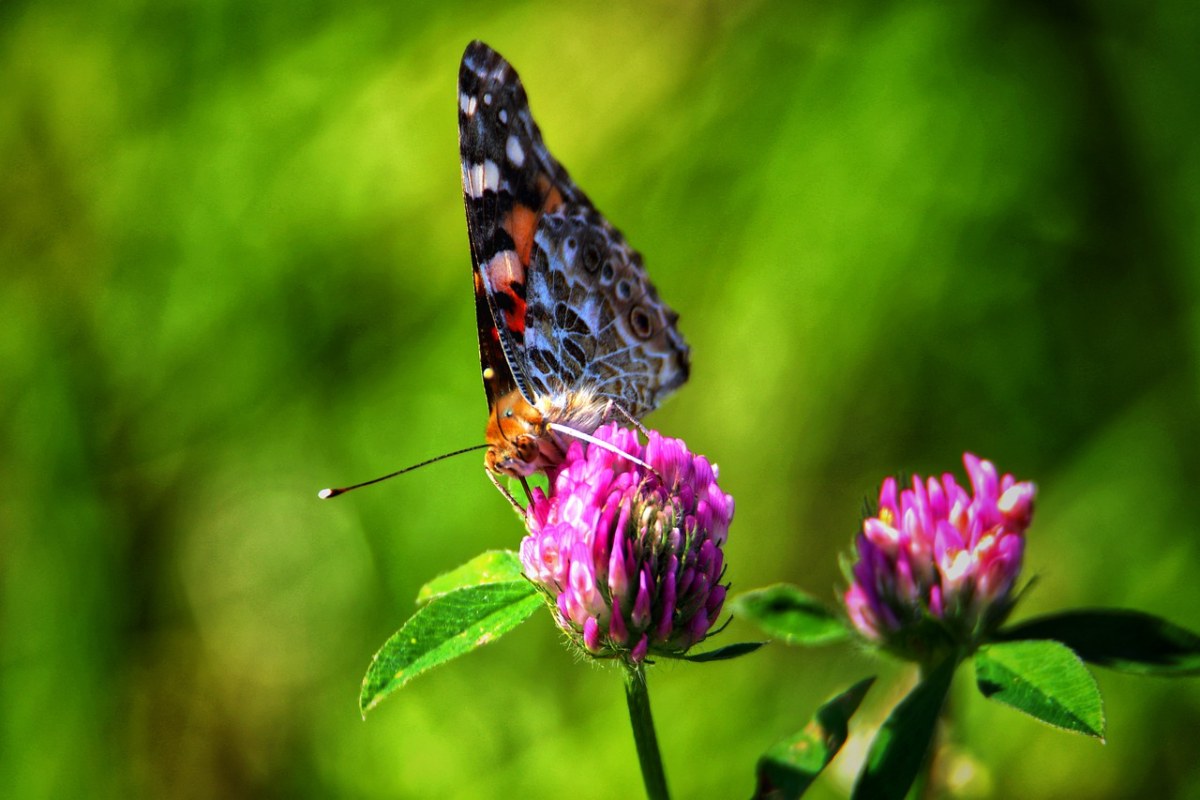 蝴蝶、夏季免费图片