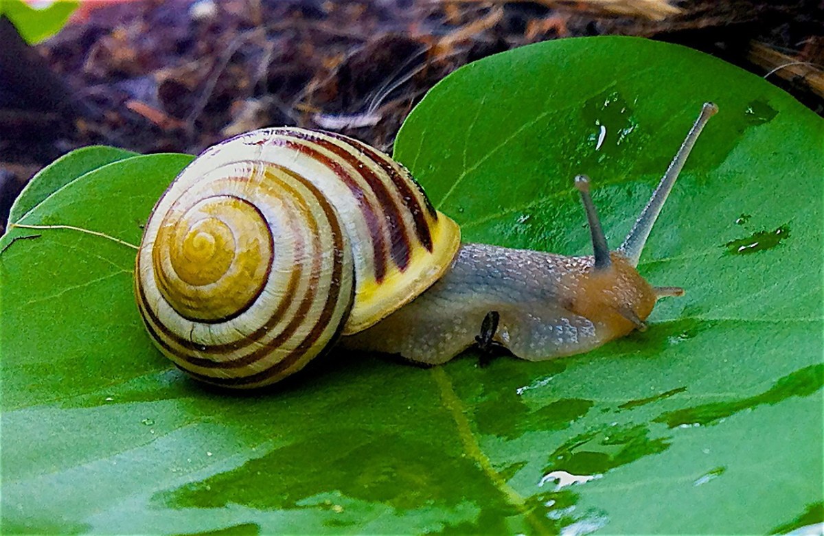 花园里的蜗牛、蜗牛、花园、Bänderschnecke免费图片