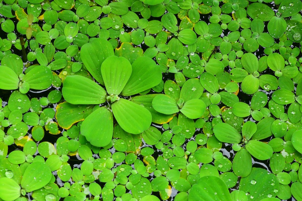 萍蓬草,水莲花,水生植物