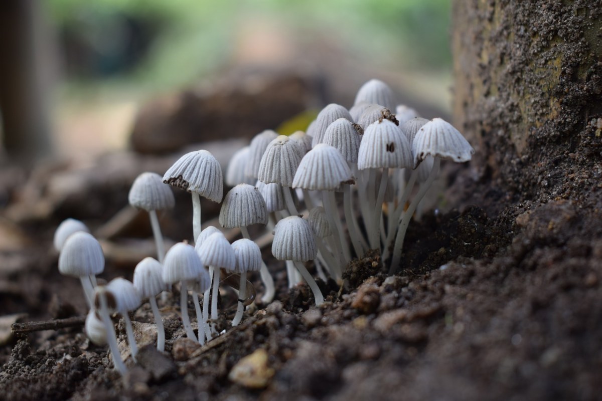 性质,真菌,植物
