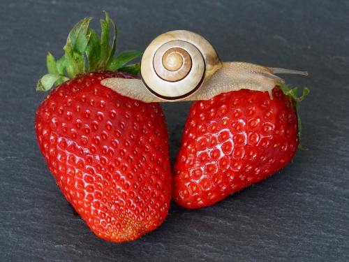 草莓、蜗牛、壳