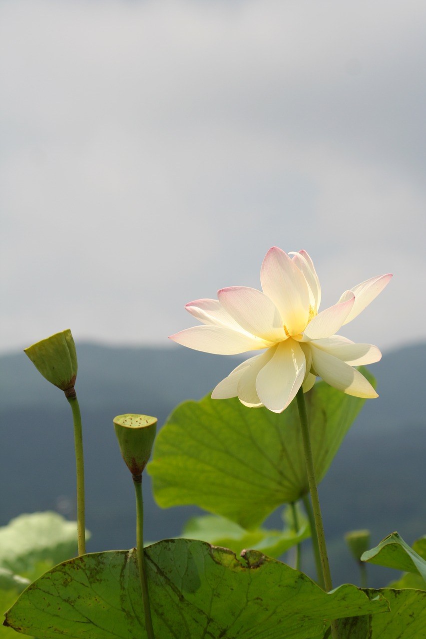 莲花、白色的花、池塘免费图片