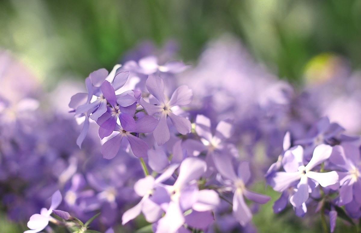 春天紫色的花朵背景图免费图片