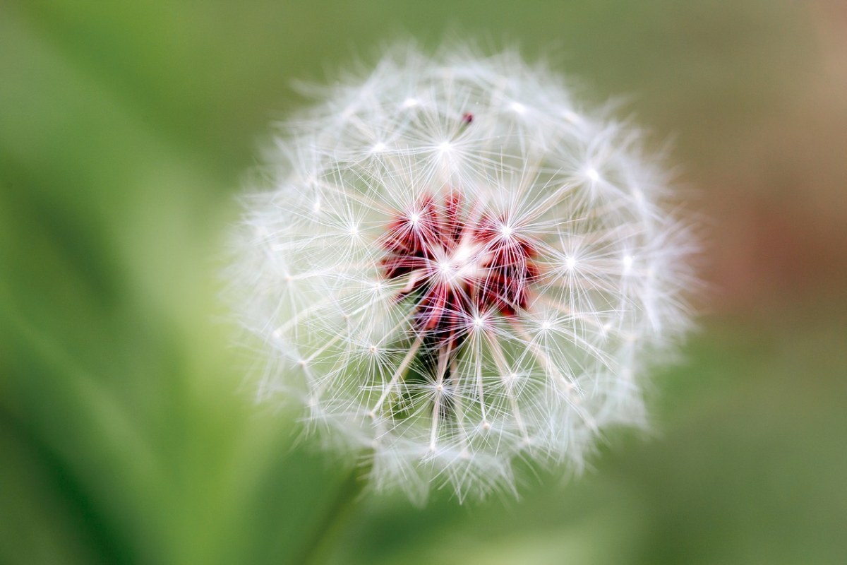 蒲公英、自然、植物区系免费图片