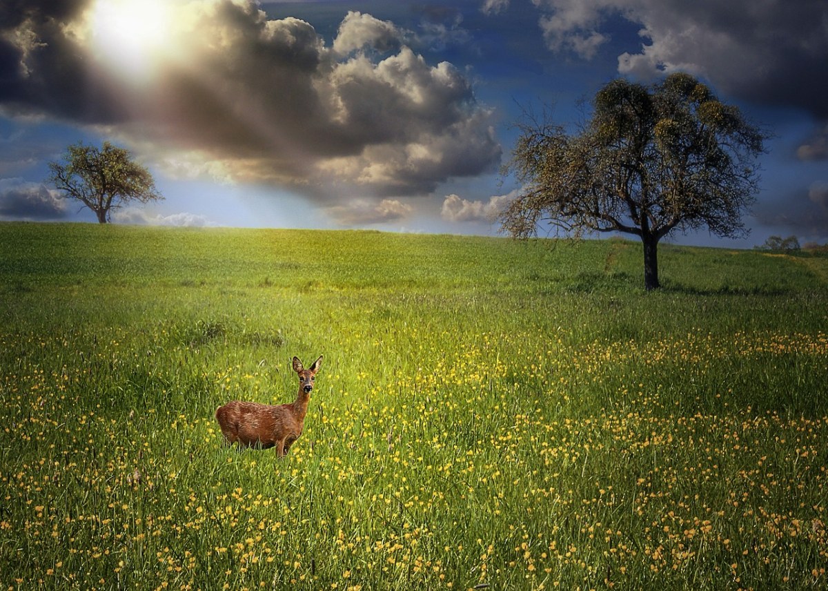 草地上的一只鹿免费图片