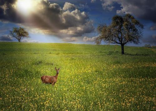 草地上的一只鹿