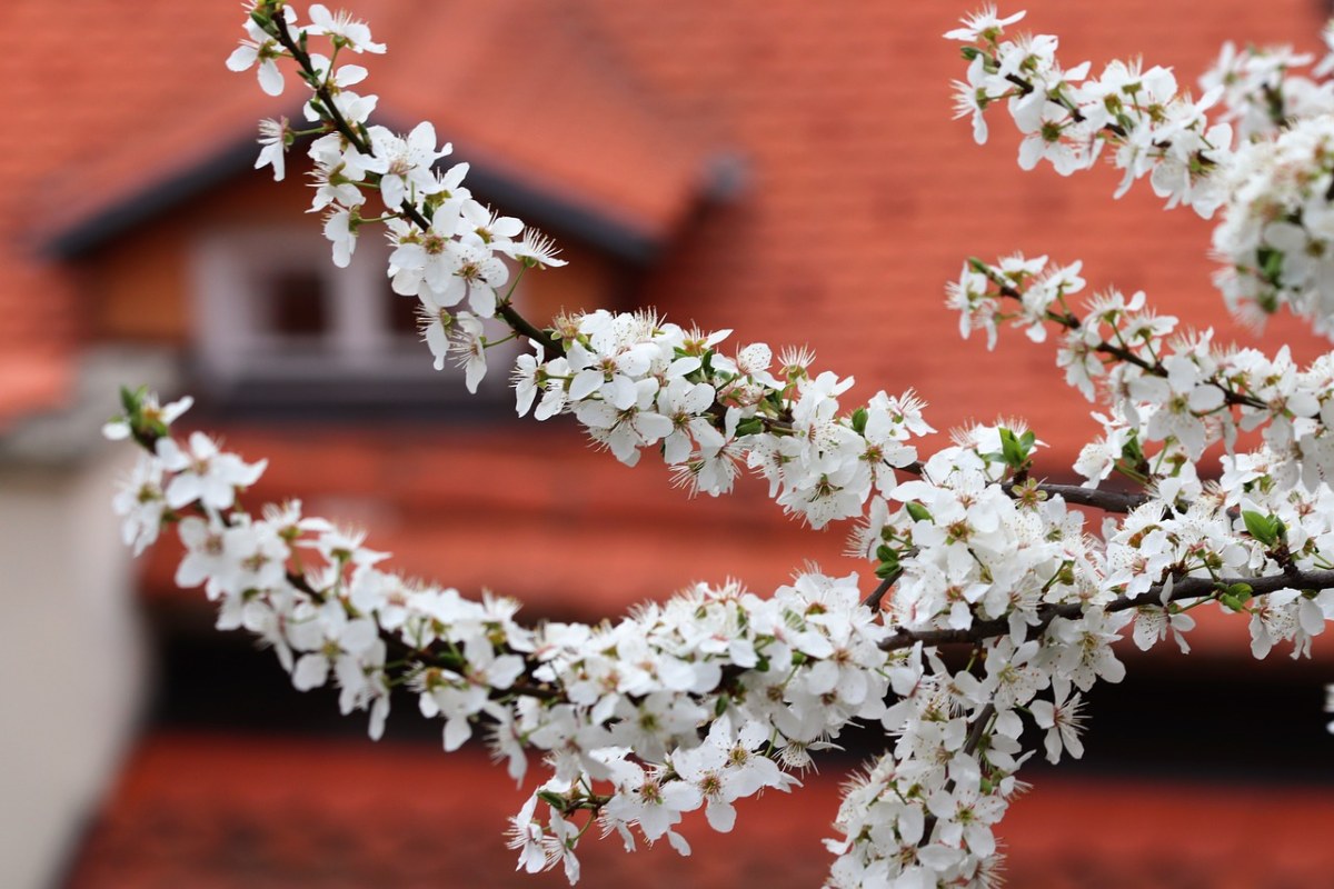 春、白色的花、开花免费图片